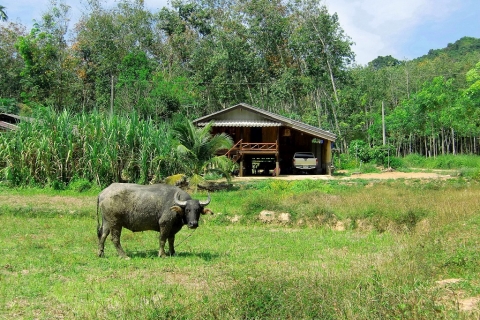 Koh Yao Noi - Water Buffalo