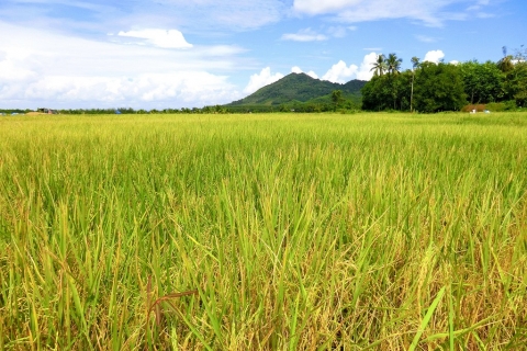 Koh Yao Noi - Rice Fields